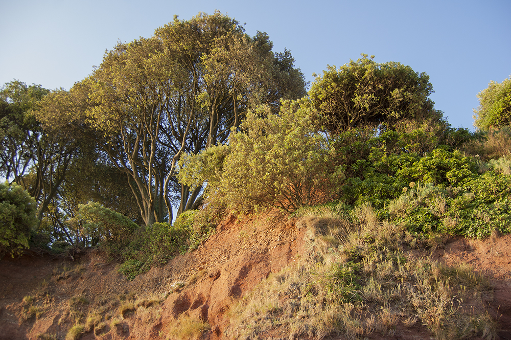 Cliffs in Lympstone, Devon