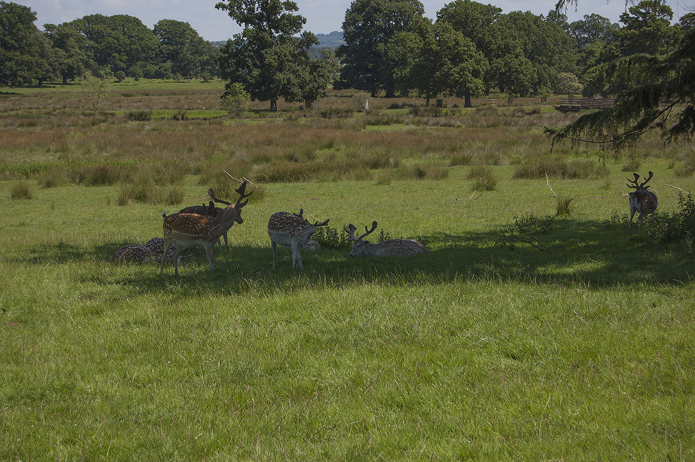 The Deer Park near Powderham Castle