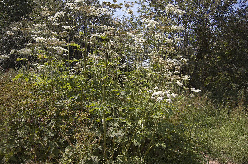 Flora on a cliffside in Devon