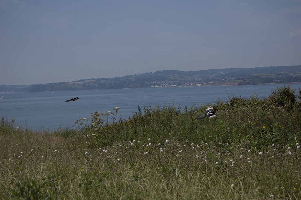 On the cliffs of Exmouth