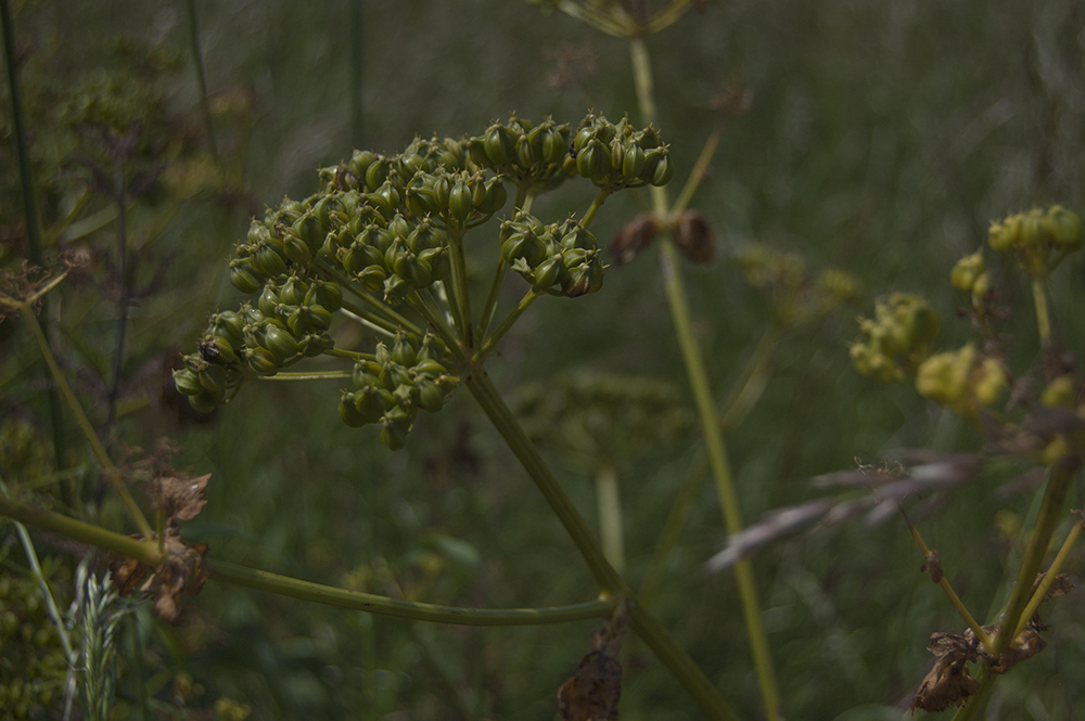 Fauna on the cliffs of Exmouth