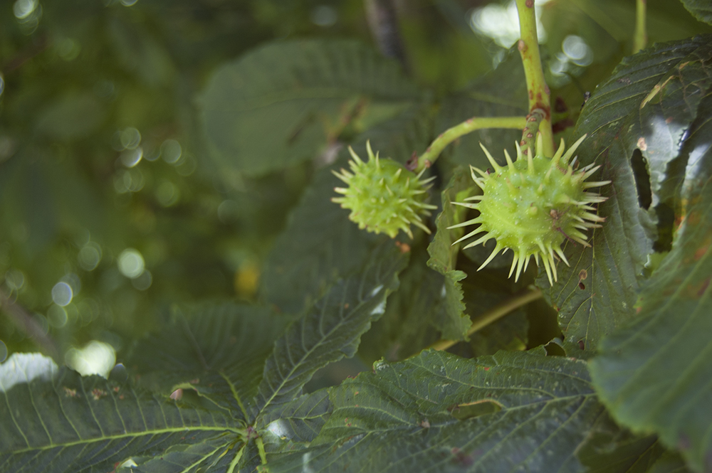 Chestnuts in Exeter