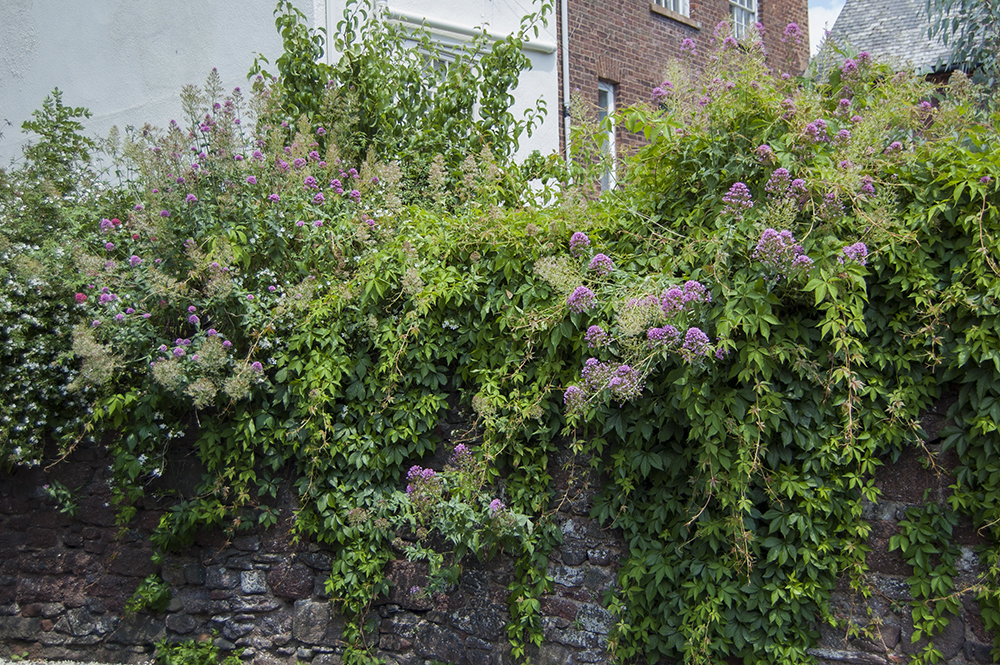 A flowering wall in Exeter, Devon