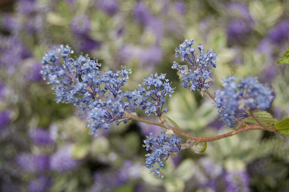 Blue, purple and violet flowers in our garden