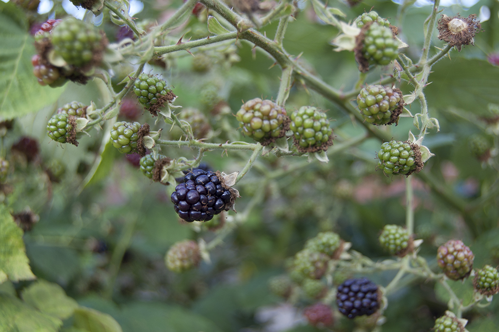 blackberries