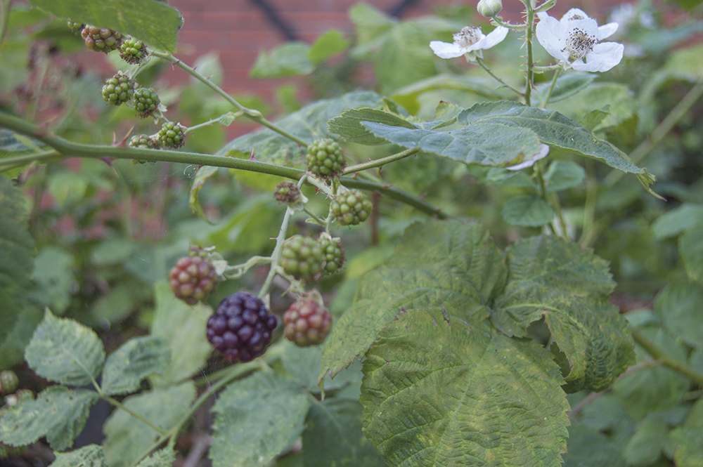 blackberries