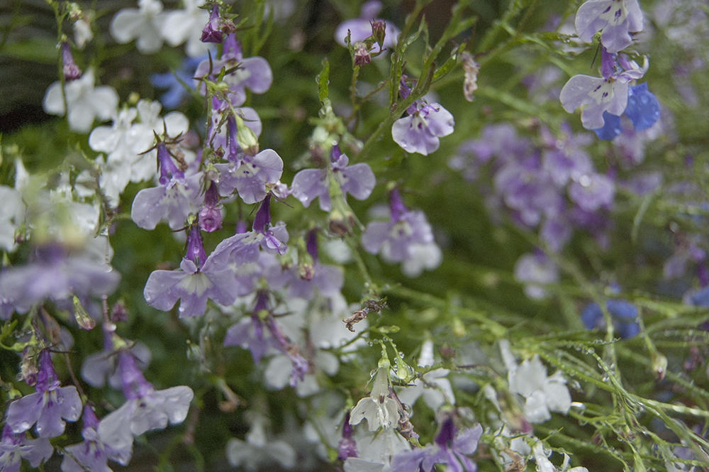 Blue, purple and violet flowers in our garden