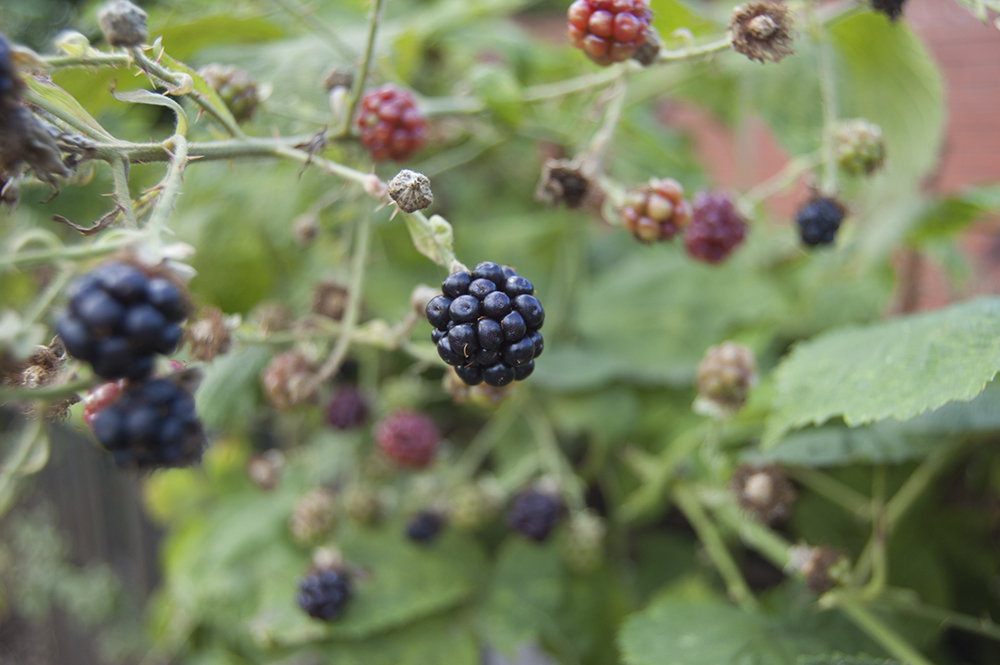 blackberries