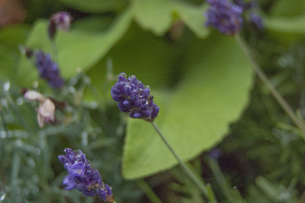 Blue, purple and violet flowers in our garden