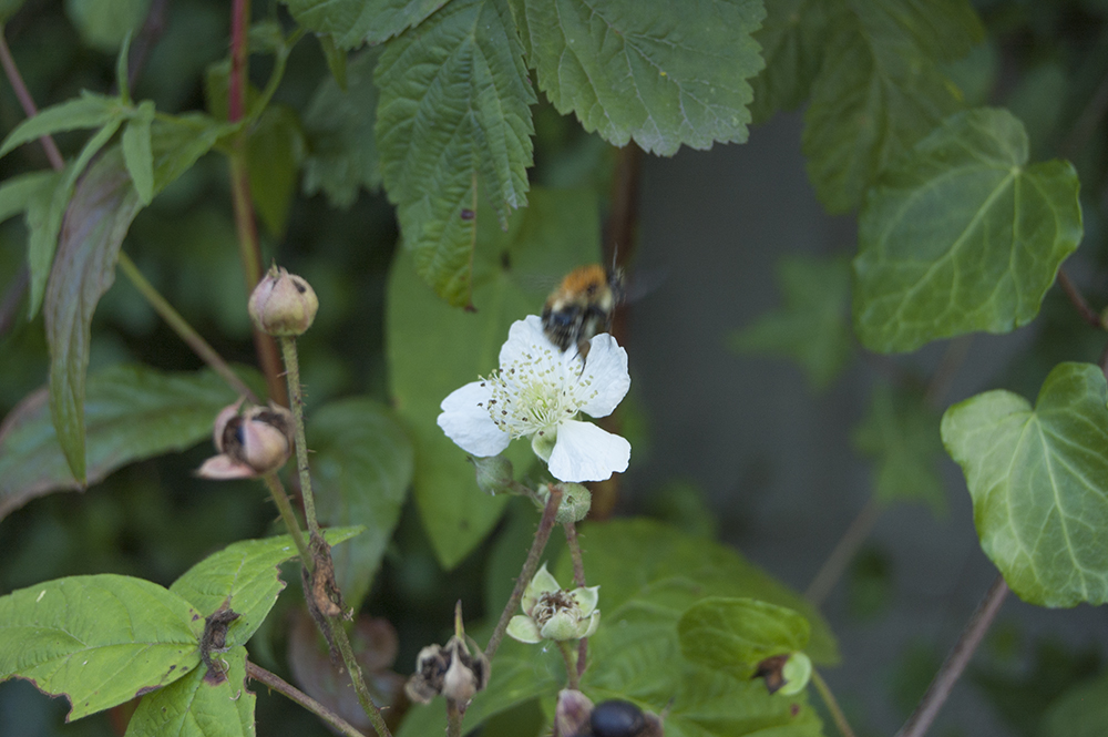 a bee flying from a blackberry blossom
