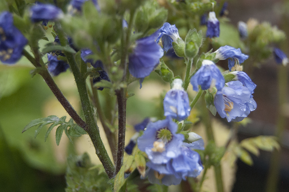Blue, purple and violet flowers in our garden
