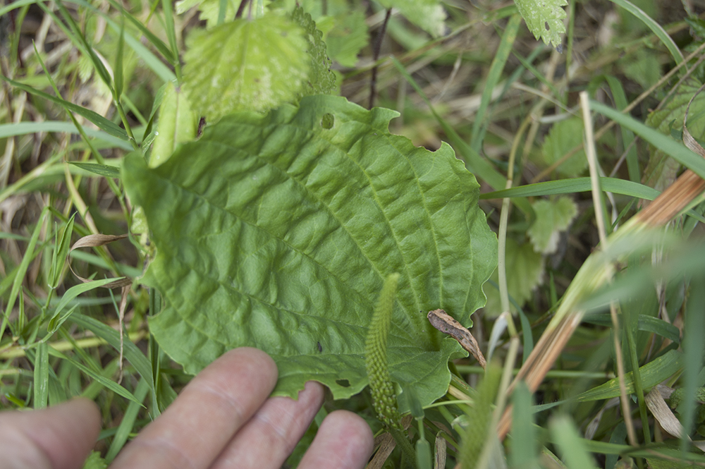 Plantago Major and Nettle