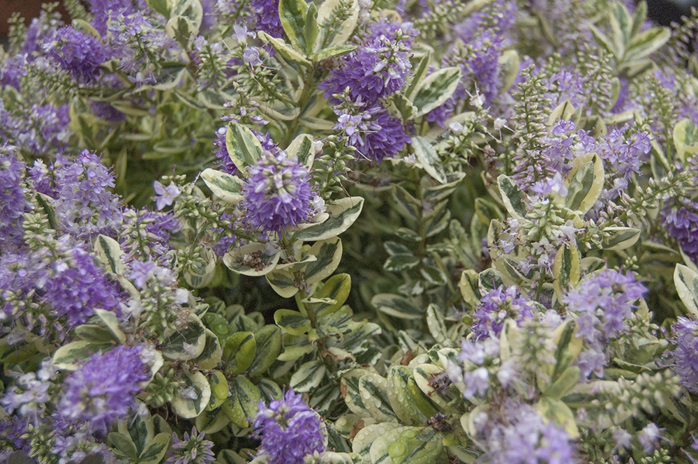 Blue, purple and violet flowers in our garden