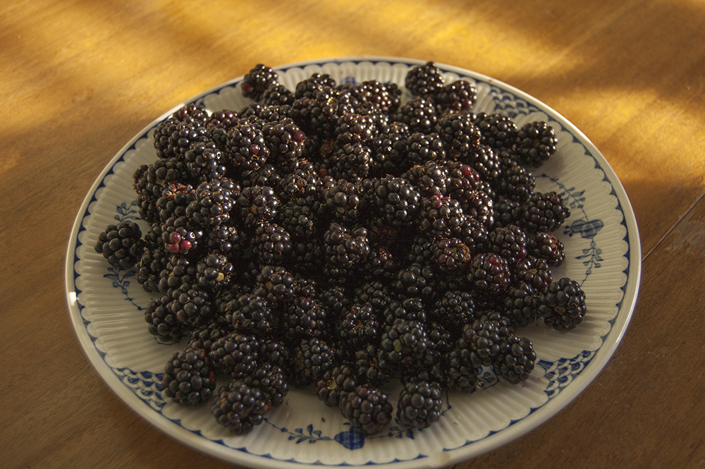 a plate of blackberries