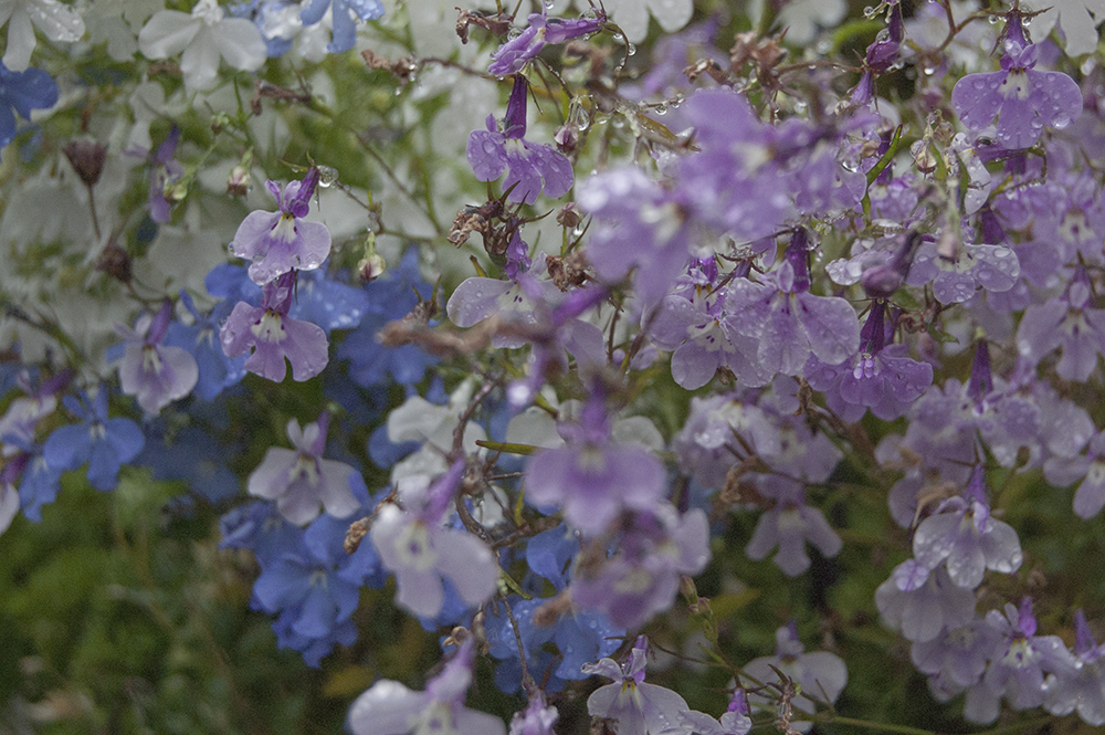 Blue, purple and violet flowers in our garden