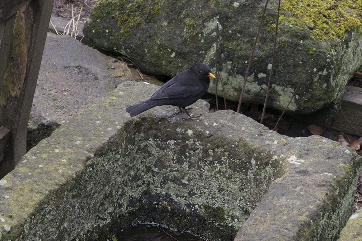 A blackbird takes a bath in the Museum Gardens, York