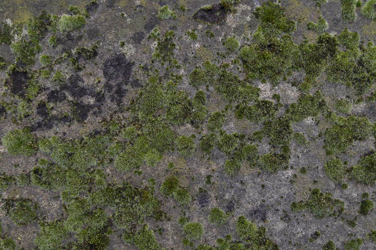 Moss on ancient stones